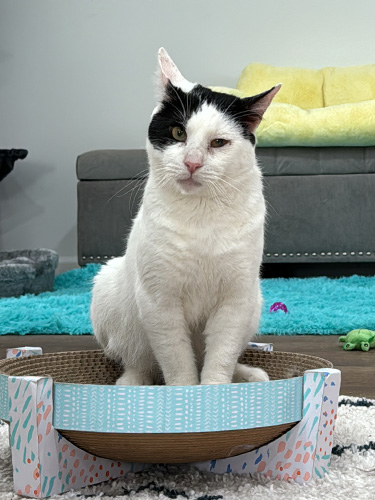 Click to adopt Casper!