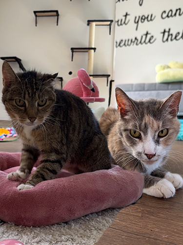 Bonded sisters Sissy and Becky, the adoptable cats!